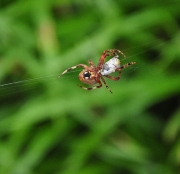 Orb Spider-1