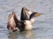 Double-crested Cormorant